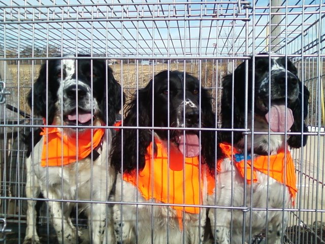 blackbrook kennels